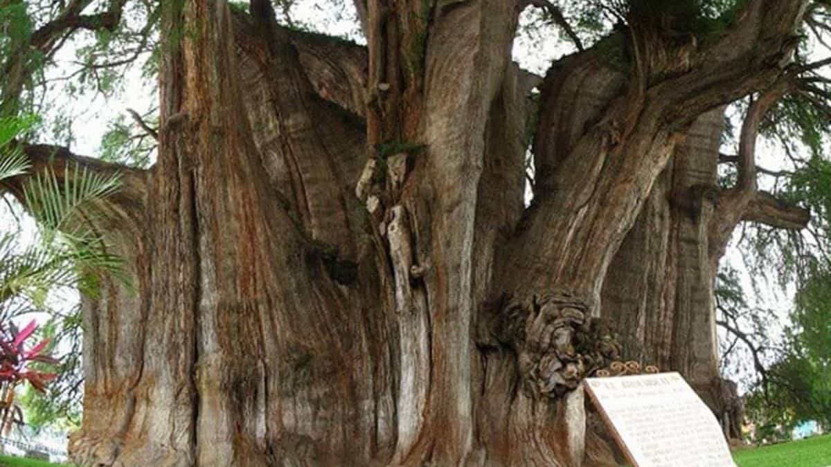 El ahuehuete testigo de hechos históricos