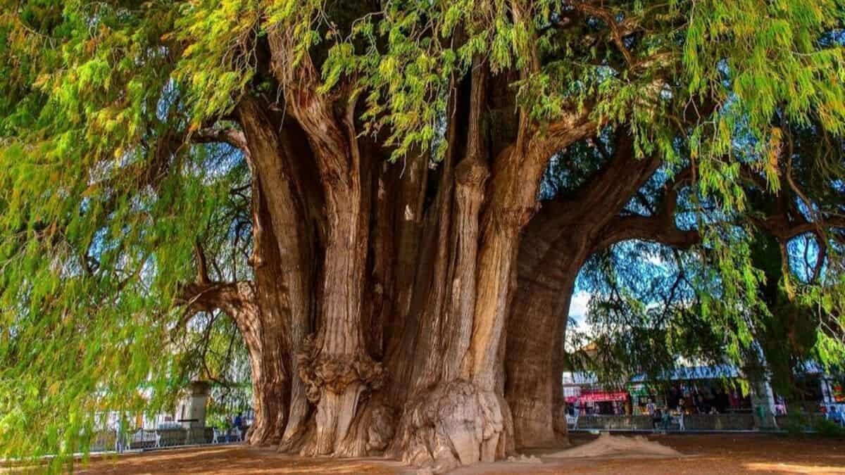 En 1921 el ahuehuete fue seleccionado como el árbol nacional