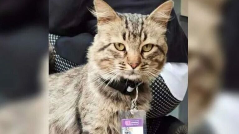 Él es Fredy del Mazo, un gatito callejero que ahora es el mejor trabajador