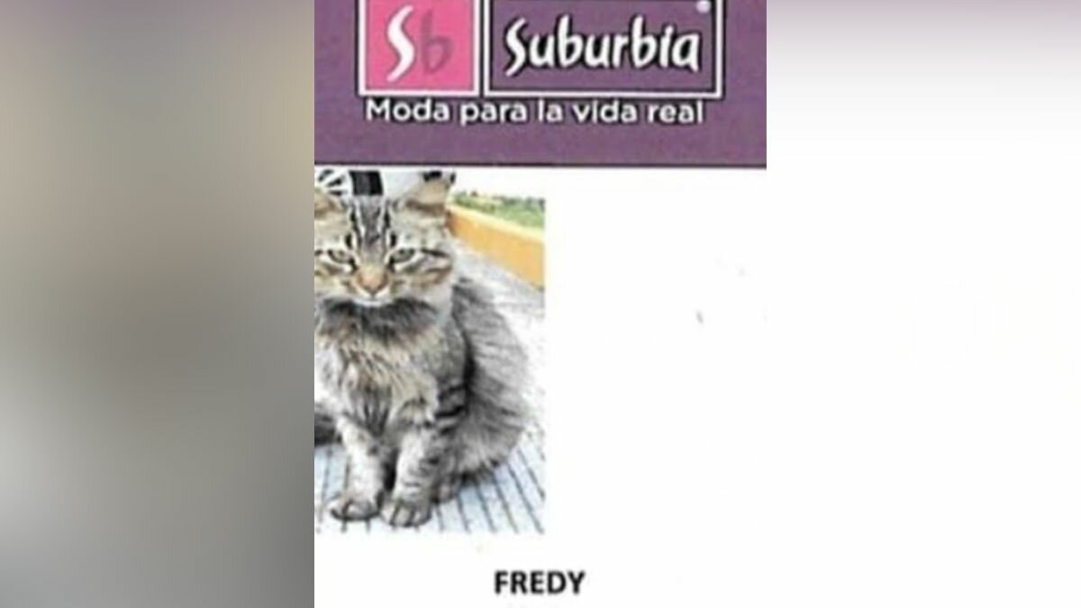 Él es Fredy del Mazo, un gatito callejero que ahora es el mejor trabajador