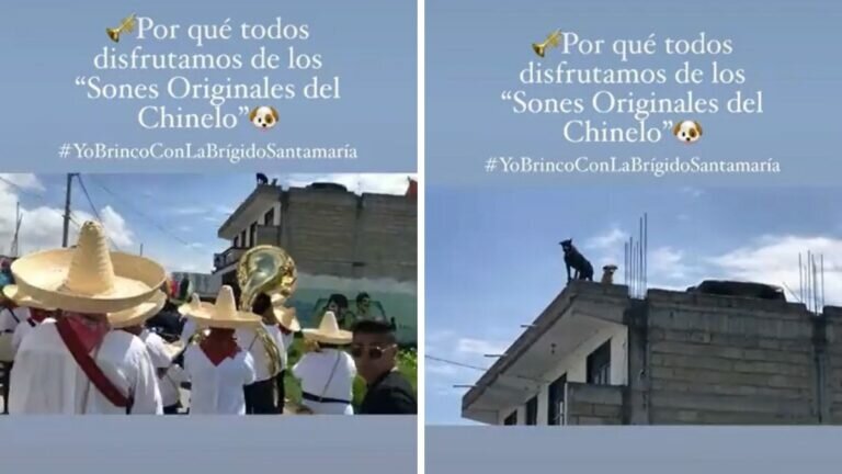 Perrito baila al ritmo de música de banda