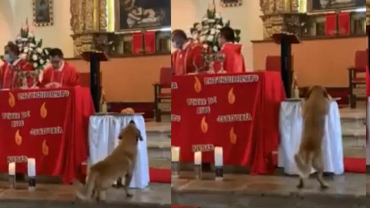 Perrito hace una travesura en plena misa (Video)