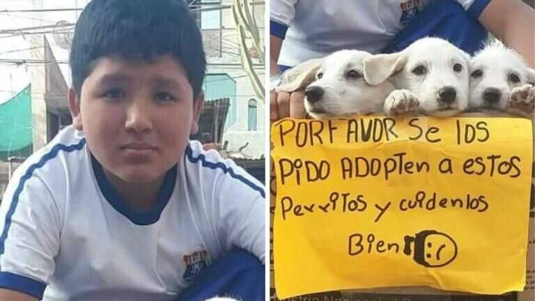 Niño rescata a perritos; pide ayuda para encontrarles un hogar