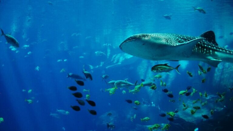 Así será el nuevo acuario en CDMX; el más grande de Latinoamérica