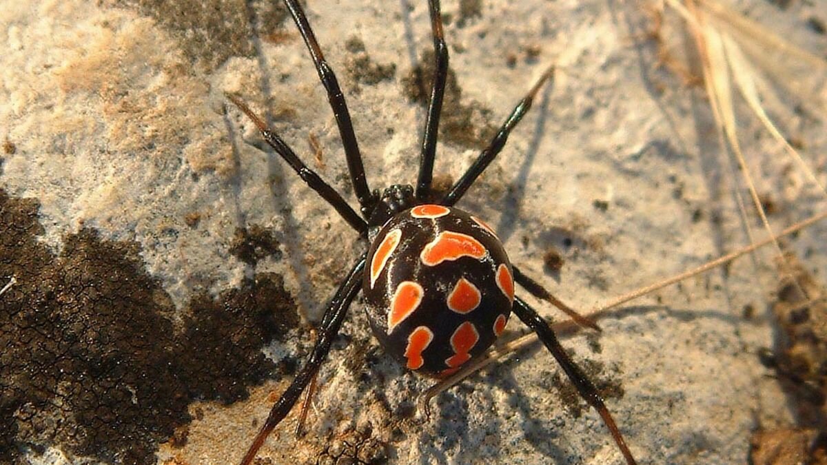 Este es el top 3 de los animales más venenosos en México