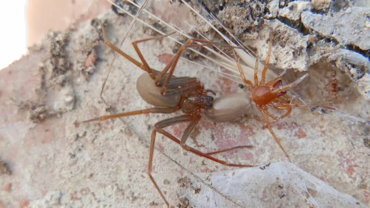 Este es el top 3 de los animales más venenosos en México