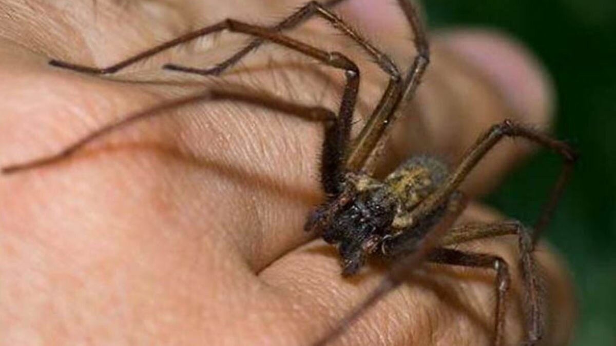 Este es el top 3 de los animales más venenosos en México