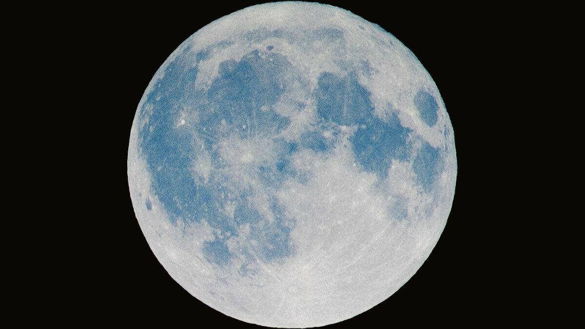 Subastan cucarachas que comieron suelo lunar