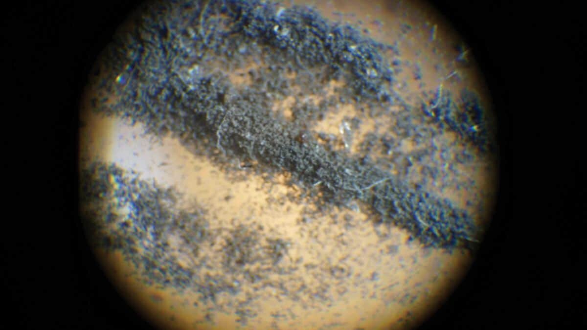 Subastan cucarachas que comieron suelo lunar