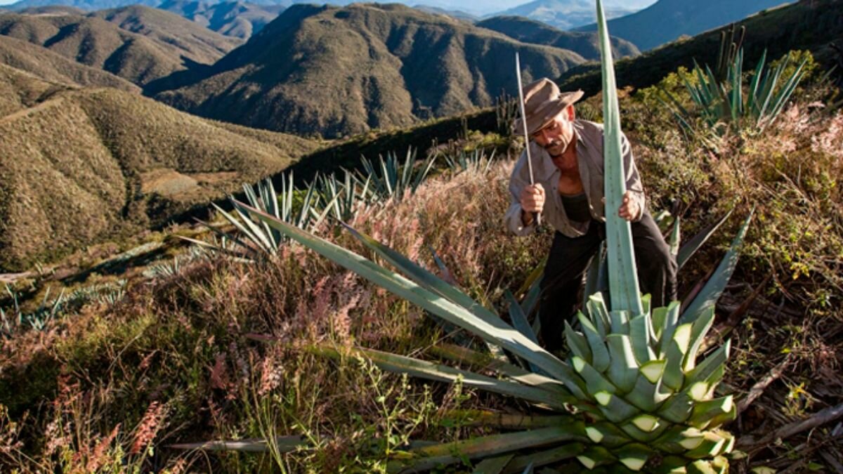 Sufren productores de mezcal por alza en los precios de envases