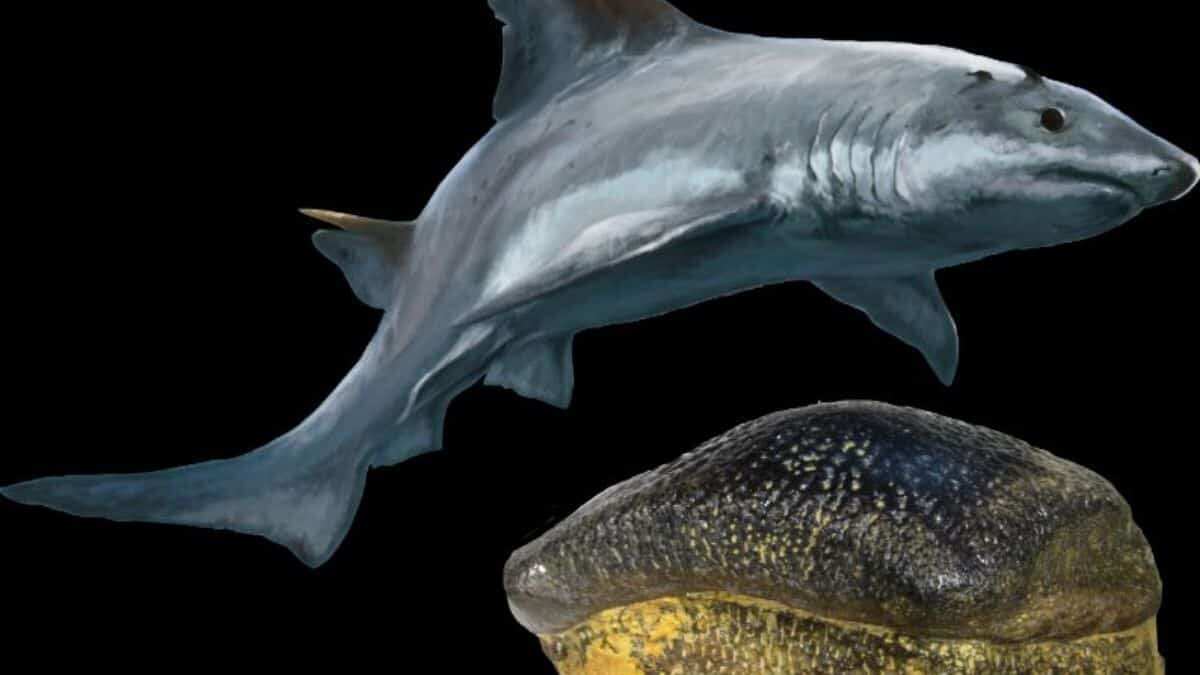 Hallan fósil de tiburón de 135 millones de años