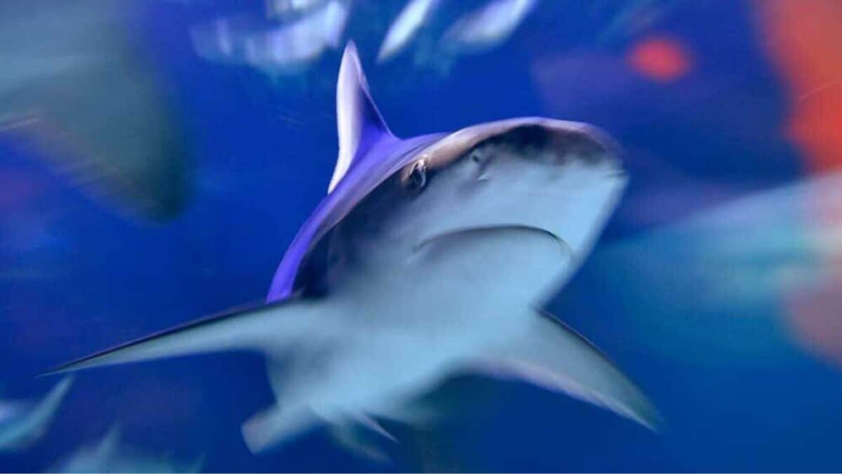 Hallan fósil de tiburón de 135 millones de años