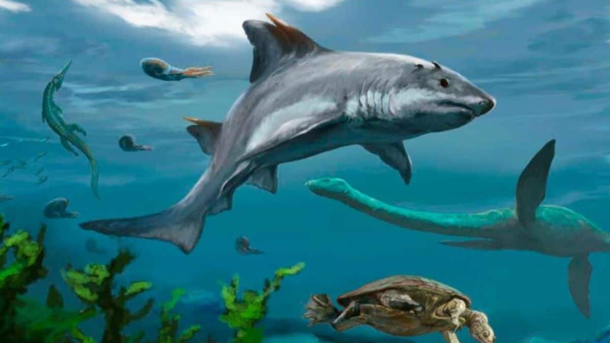 Hallan fósil de tiburón de 135 millones de años