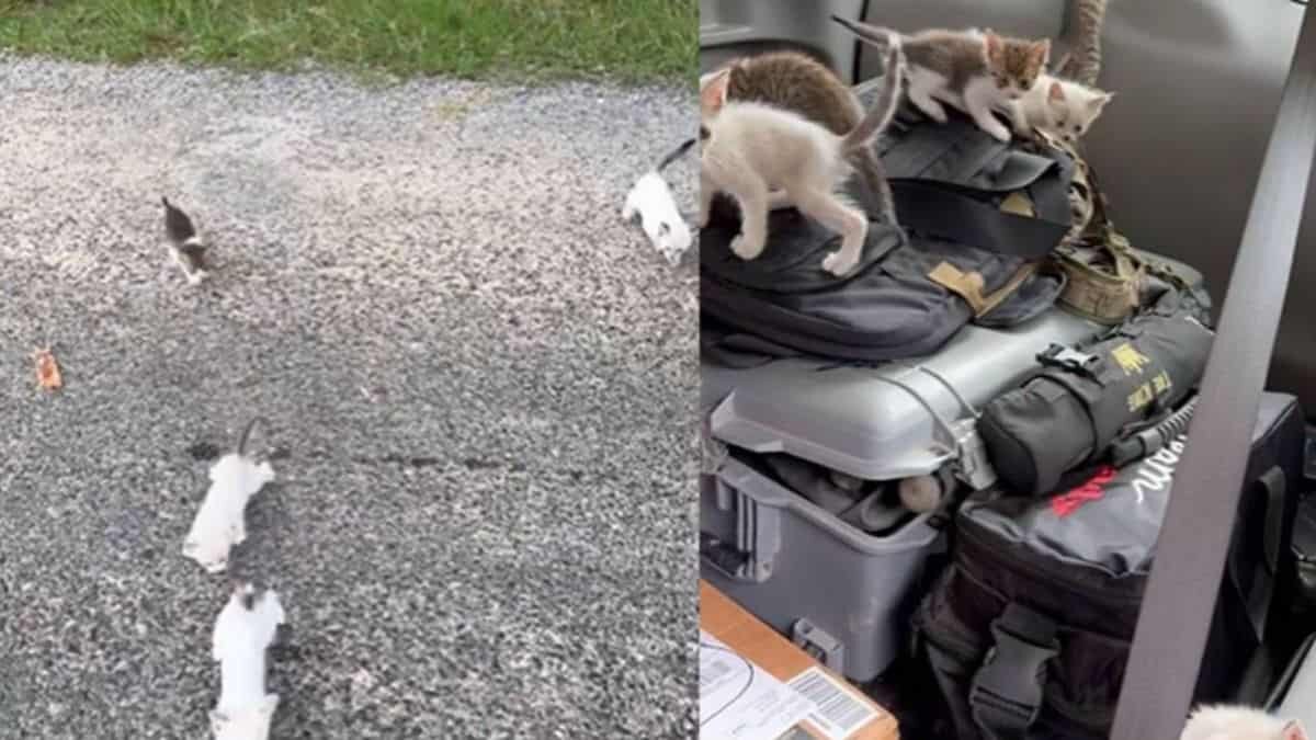 Emboscan 12 gatitos a granjero en plena carretera (Video)