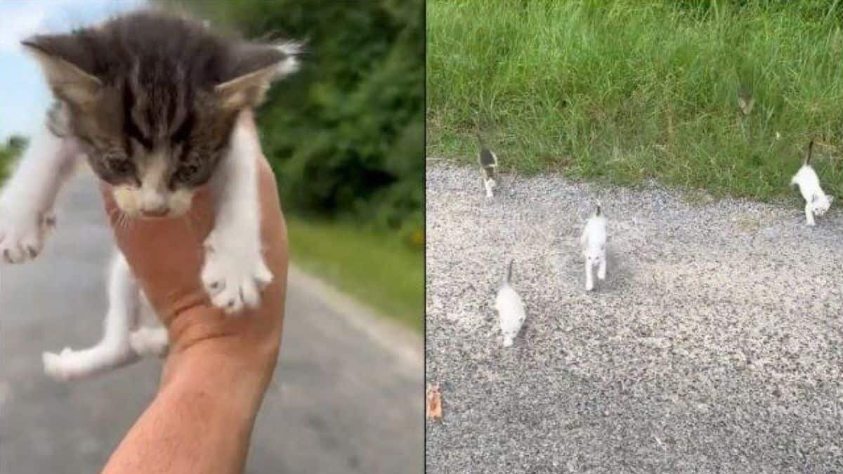 Emboscan 12 gatitos a granjero mientras rescataba a uno de ellos
