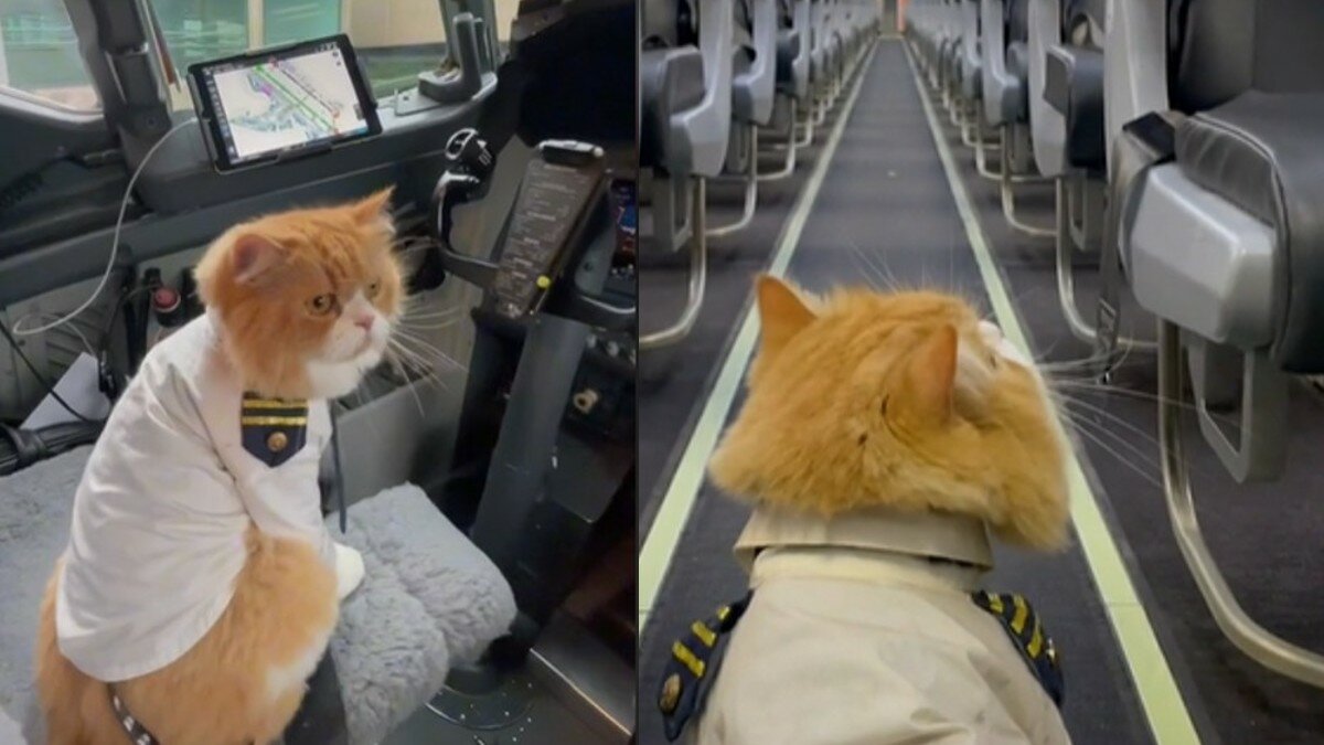 Conoce a “Ravioli” el gatito piloto que conquistó las redes (Video)
