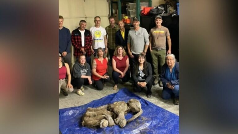 Hallan un mamut bebé de 30 mil años en perfecto estado
