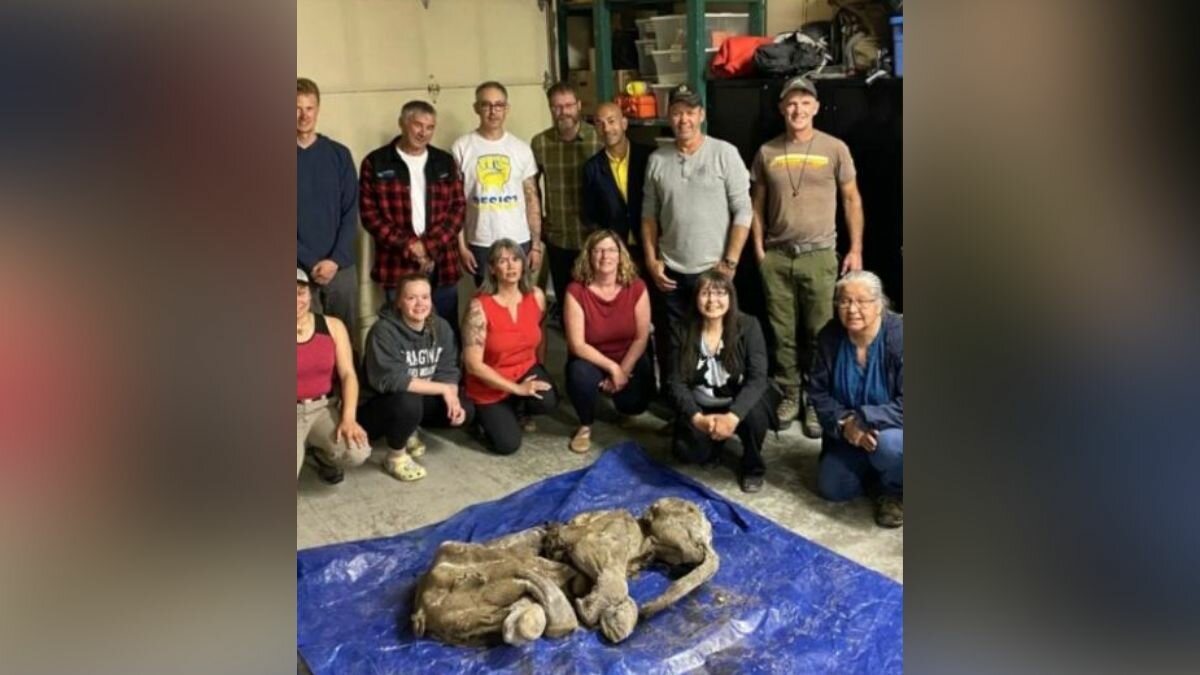 Hallan un mamut bebé de 30 mil años en perfecto estado (Foto)