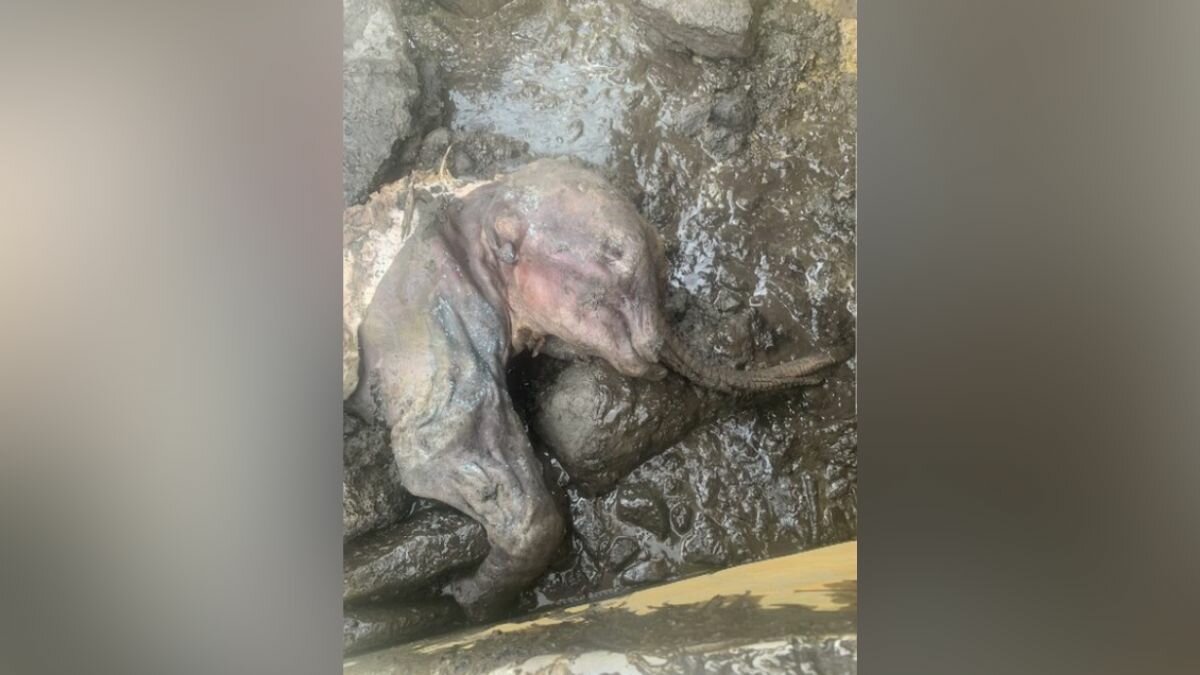 Hallan un mamut bebé de 30 mil años en perfecto estado