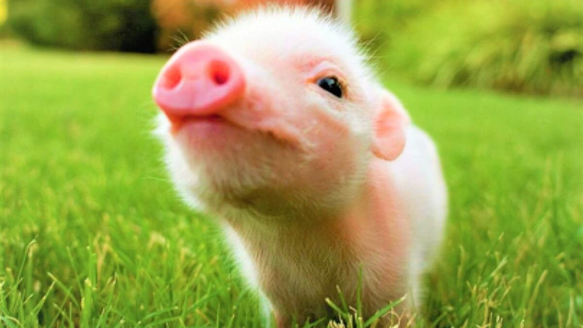 Así pasea joven a su cerdito en plena calle (Video)
