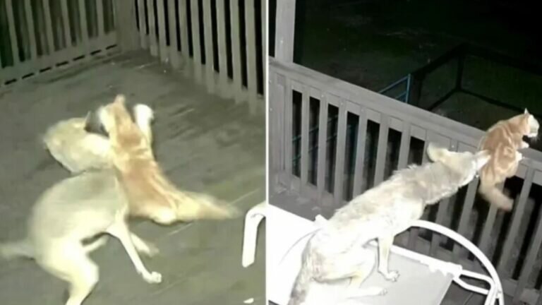 Huye gato de coyote para salvar su vida (Video)