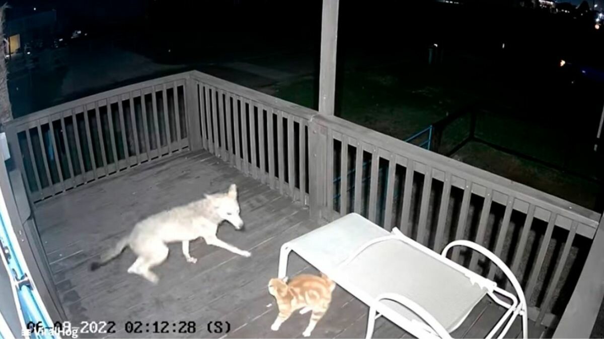 Huye gato de coyote para salvar su vida (Video)