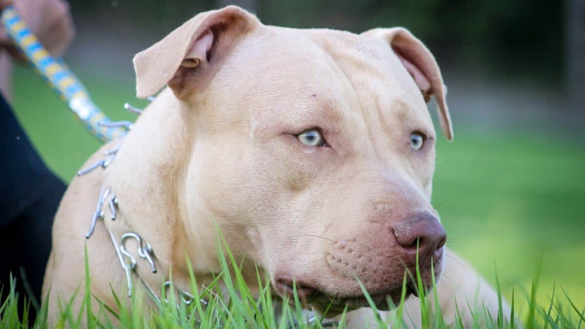 Ataca pitbull a chihuahua en restaurante pet friendly (Video)
