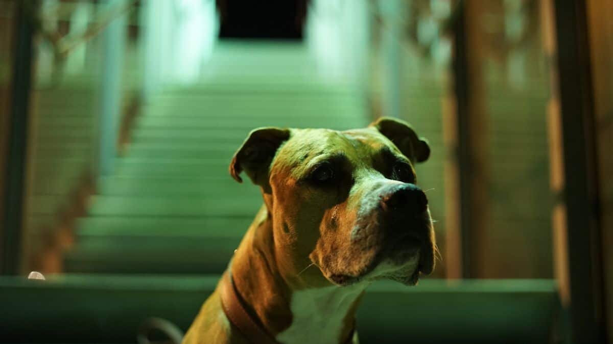 Ataca pitbull a chihuahua en restaurante pet friendly (Video)