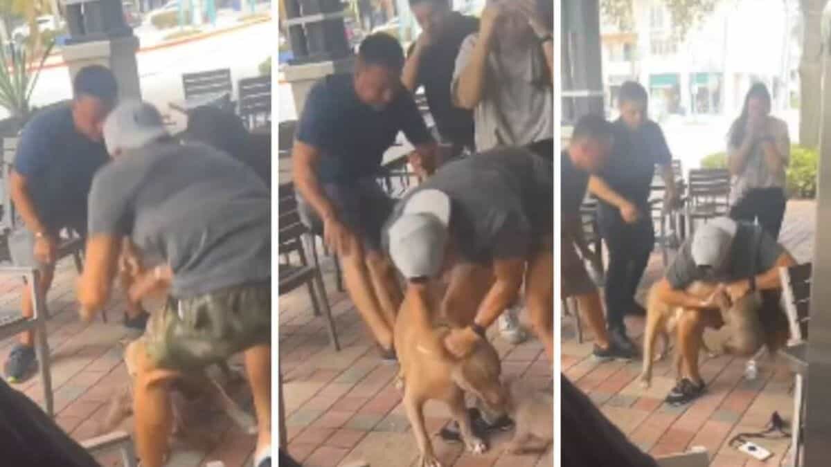 Ataca pitbull a chihuahua en restaurante pet friendly (Video)
