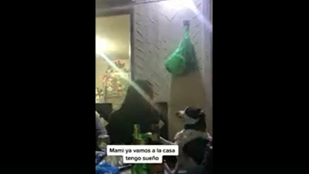 Pide perrita a su dueña deje de tomar para ir a casa (Video)