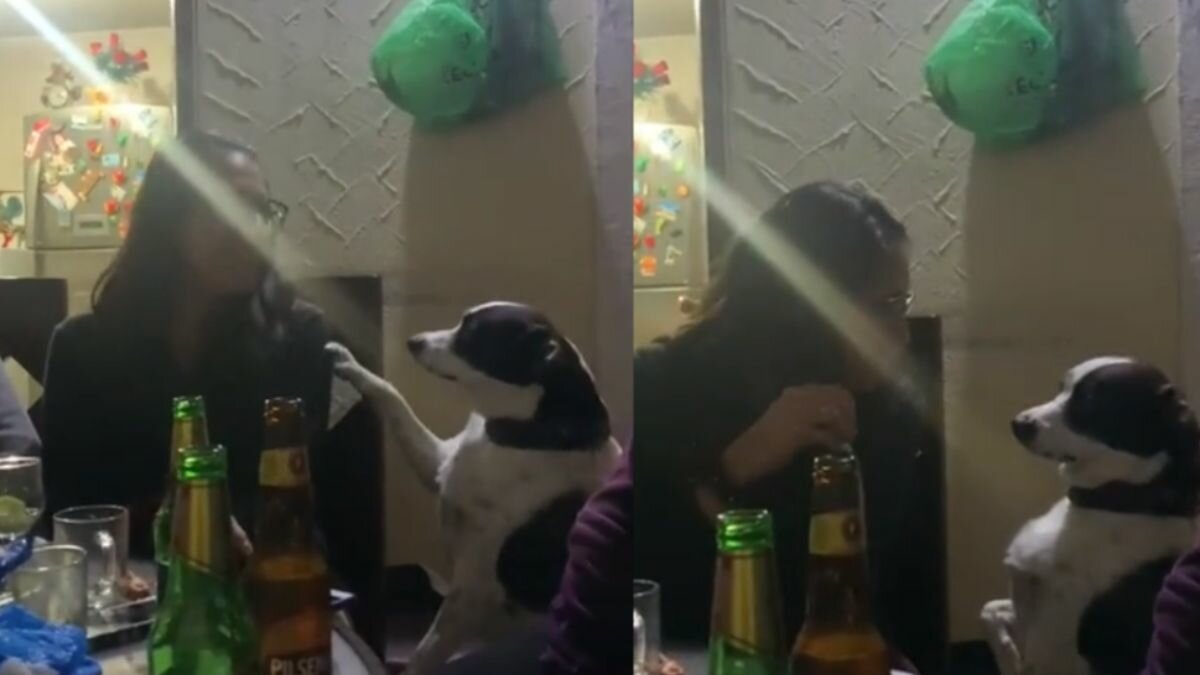 Pide perrita a su dueña deje de tomar para ir a casa (Video)