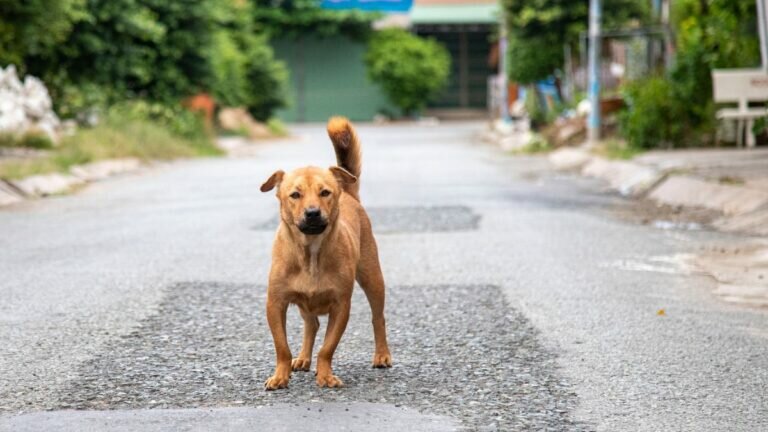 ¡Qué listo! Enseña perrito como cruzar correctamente la calle (Video)