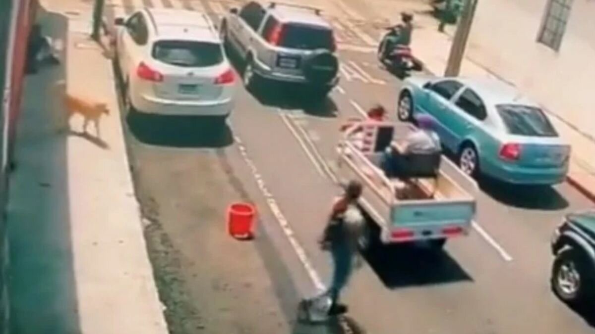 ¡Qué listo! Enseña perrito como cruzar correctamente la calle (Video)