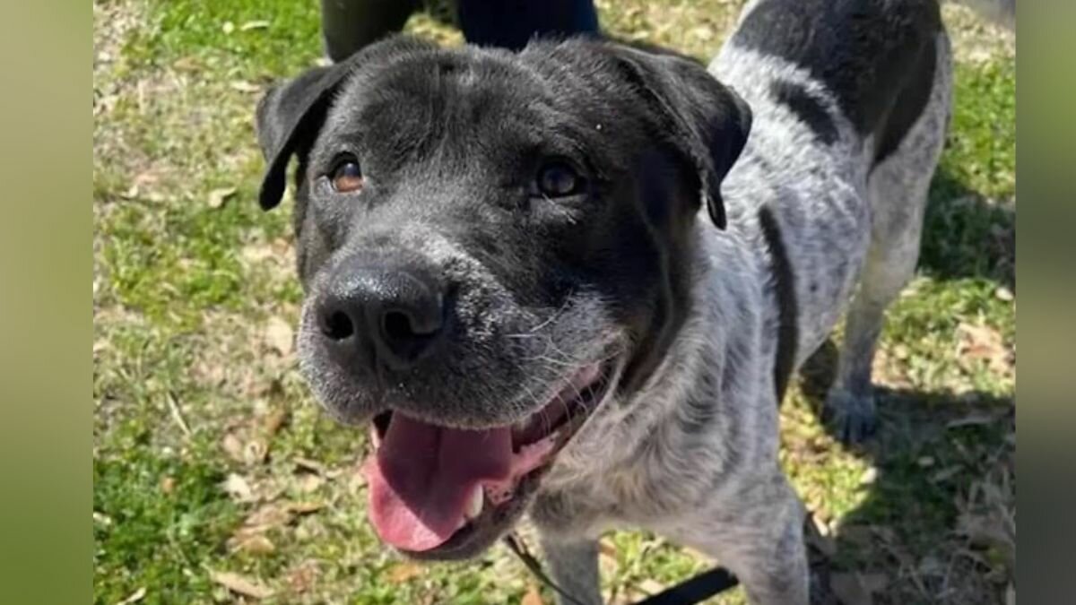 Cambia perrito alberca nueva por su cubeta favorita