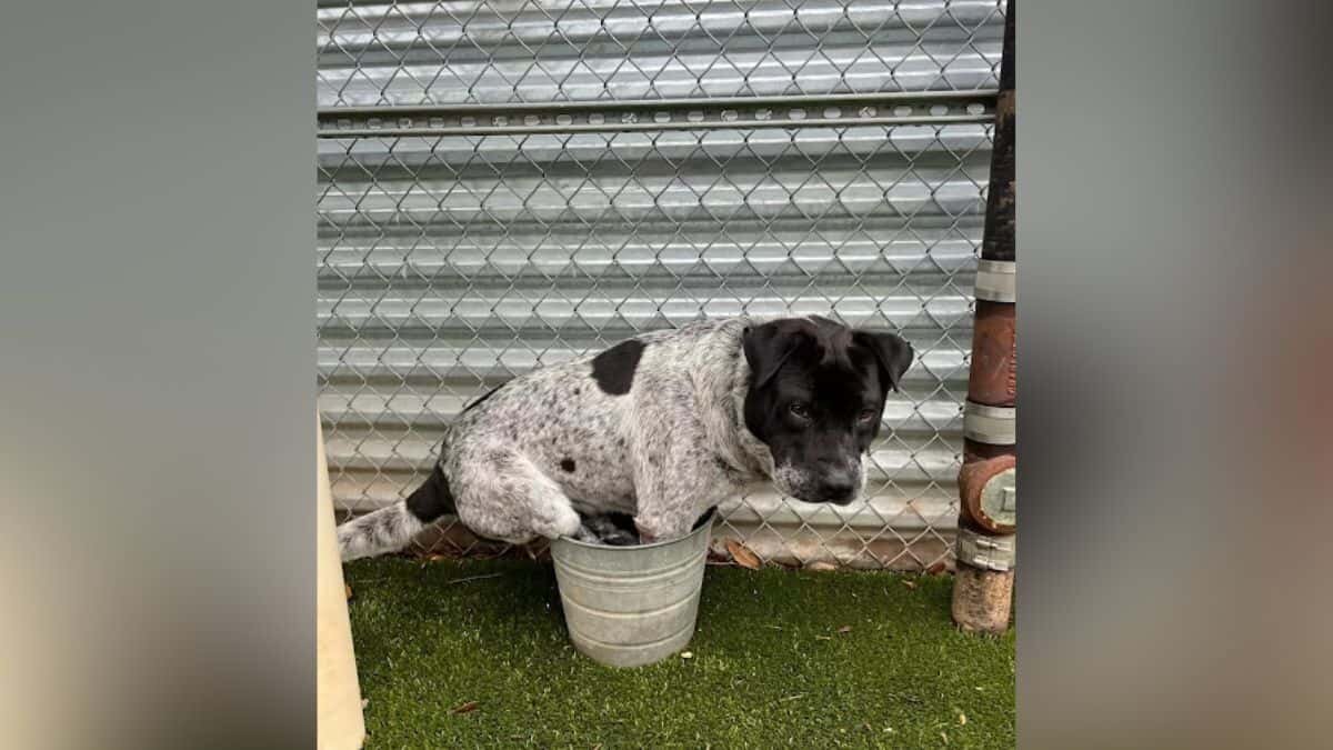Cambia perrito alberca nueva por su cubeta favorita