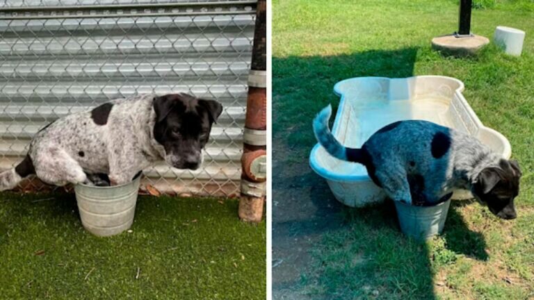 Cambia perrito alberca nueva por su cubeta favorita