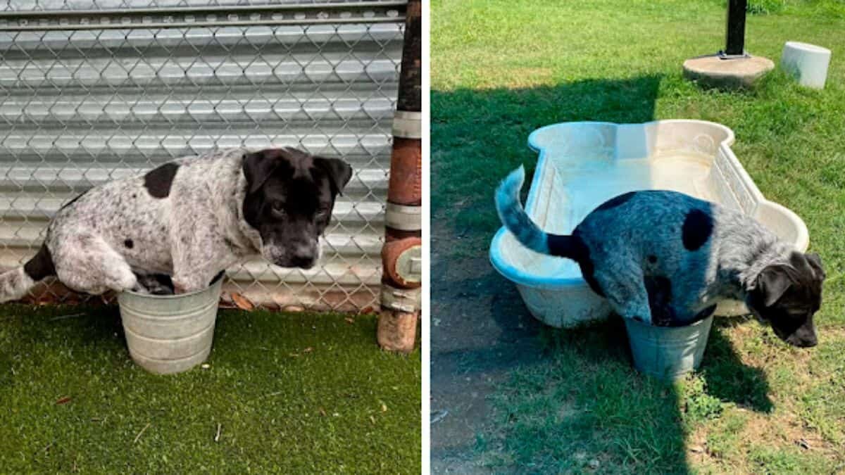 Cambia perrito alberca nueva por su cubeta favorita