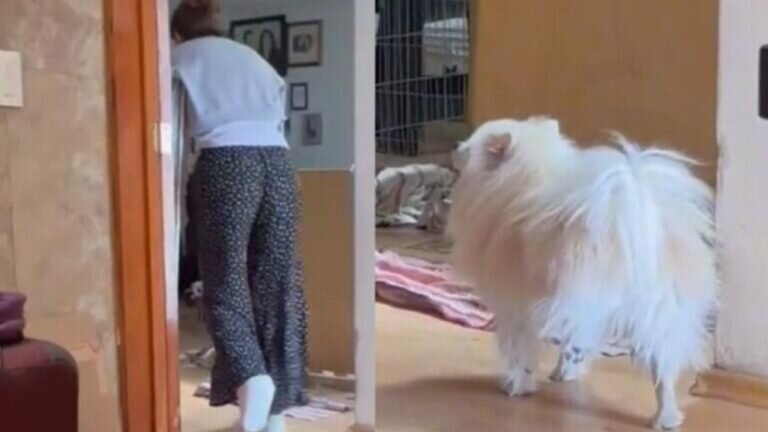 Perrito se burla de su dueña que lleva muletas (Video)