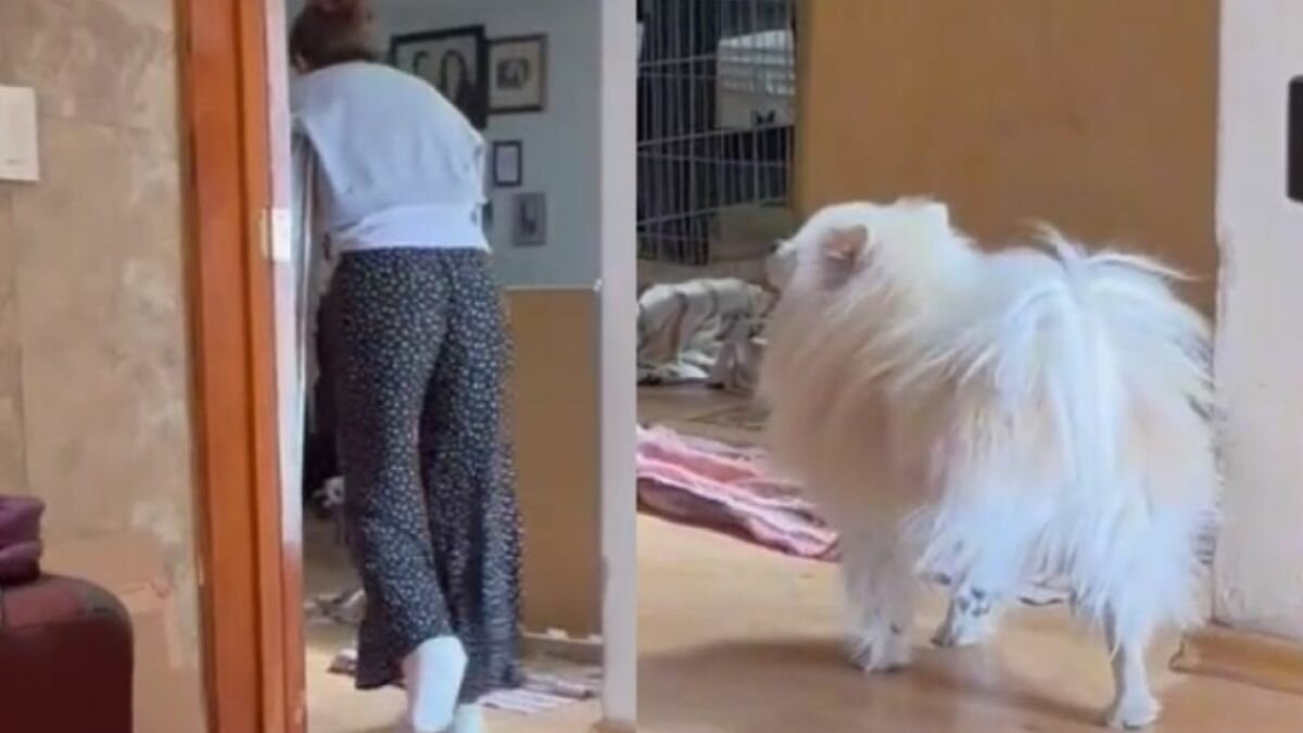 Perrito se burla de su dueña que lleva muletas (Video)