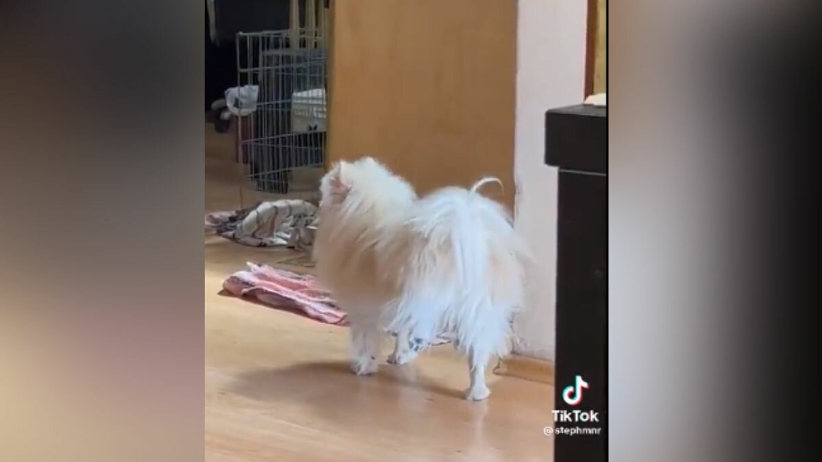 Perrito se burla de su dueña que lleva muletas (Video)