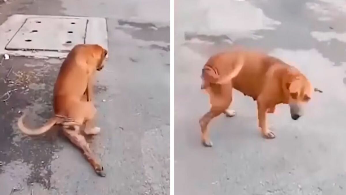 ¡Impostor! Perrito finge ser invalido para que lo alimenten (Video)