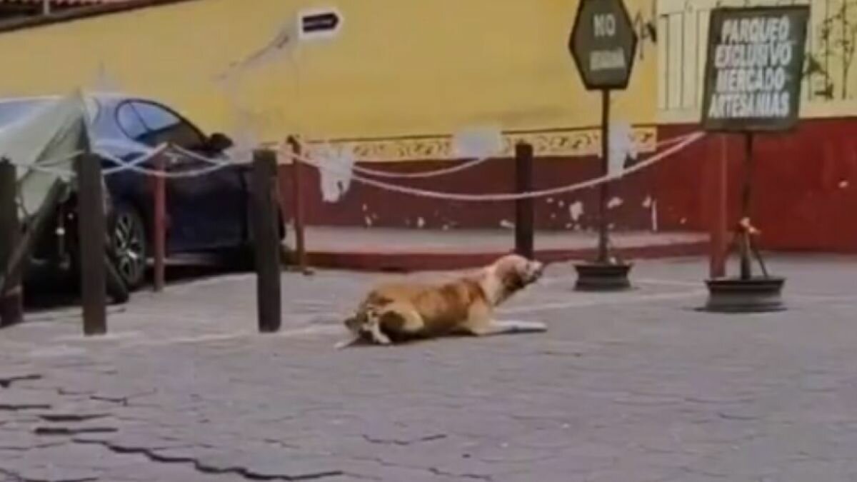 ¡Impostor! Perrito finge ser invalido para que lo alimenten (Video)