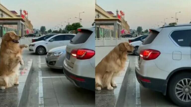 ¡Viene, viene! Perro ayuda a su dueño a estacionarse (Video)