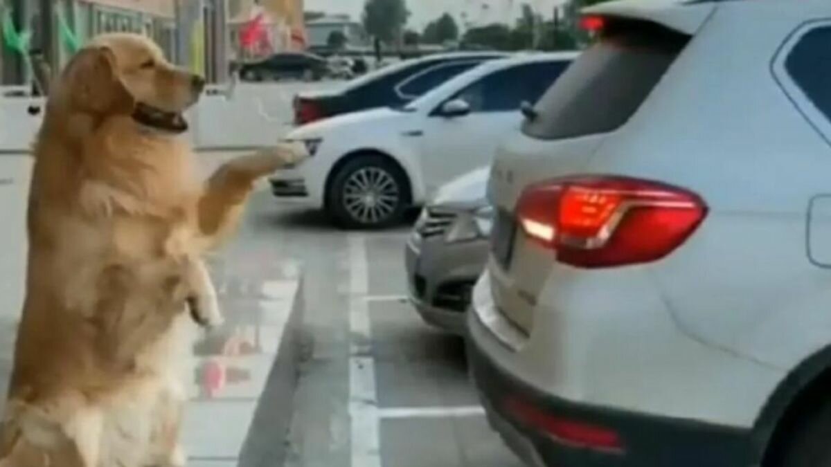 ¡Viene, viene! Perro ayuda a su dueño a estacionarse (Video)