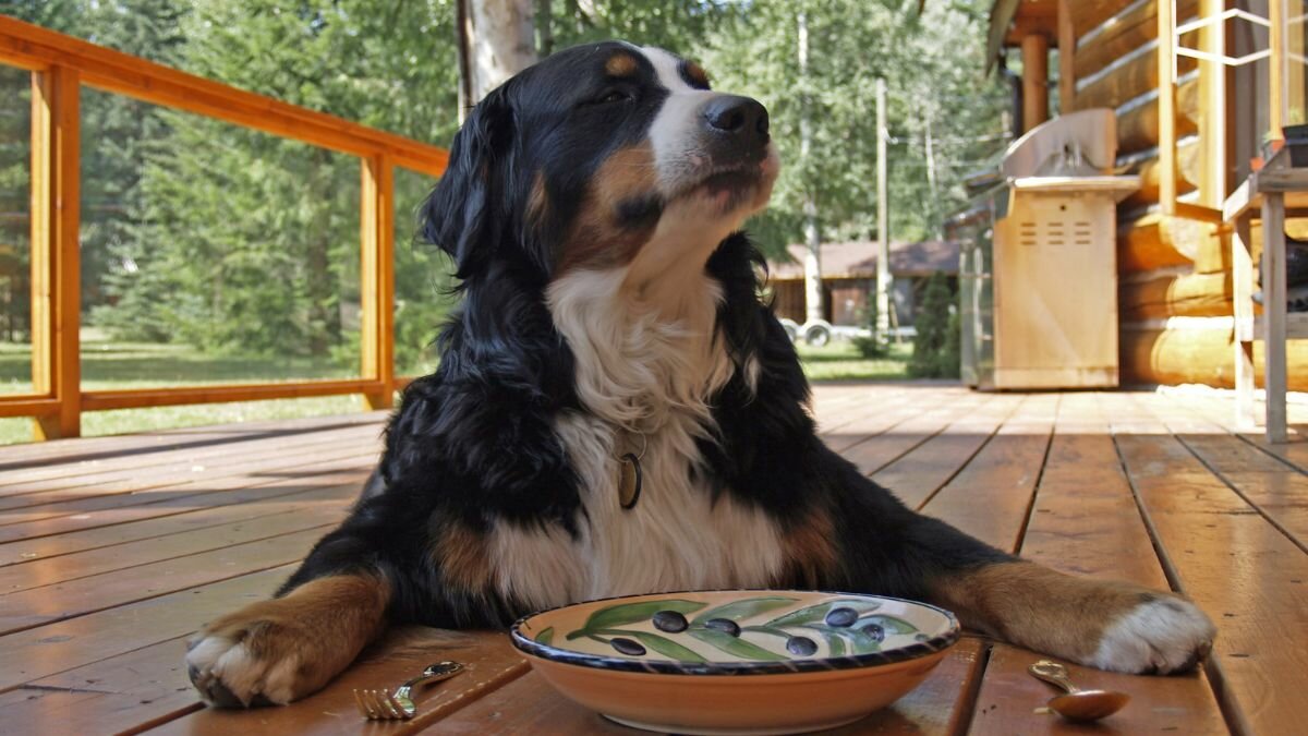 ¡Todo un chef! Perrito sorprende por su peculiar forma de preparar sus croquetas (Video)