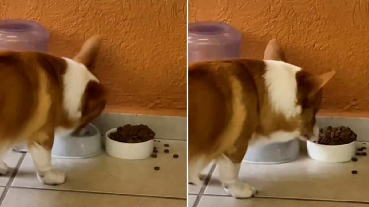 ¡Todo un chef! Perrito sorprende por su peculiar forma de preparar croquetas (Video)