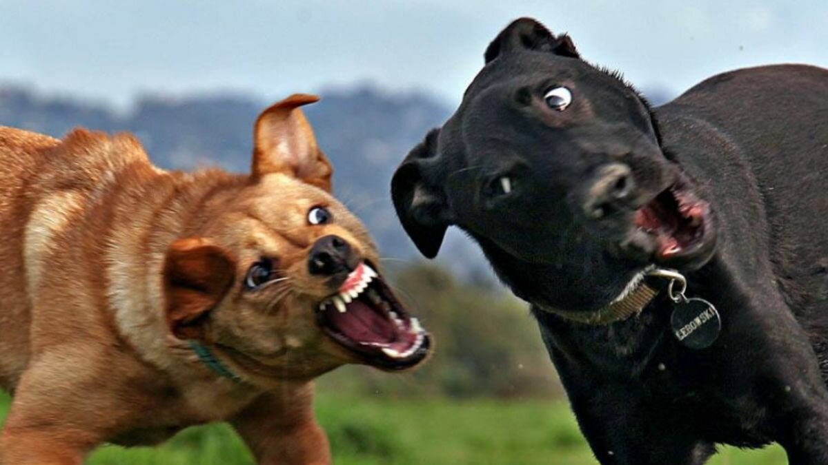 Aprende 5 técnicas para separar a dos perros que se pelean