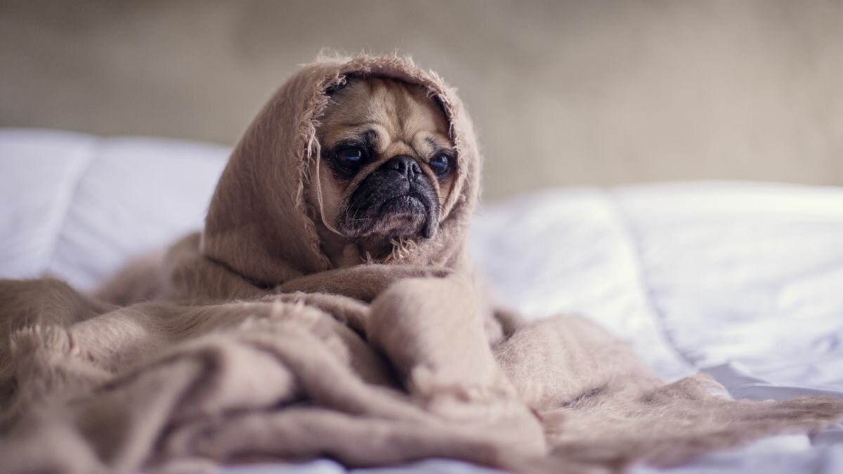 Aprende 5 técnicas para separar a dos perros que se pelean