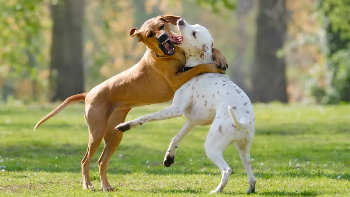 Aprende 5 técnicas para separar a dos perros que se pelean