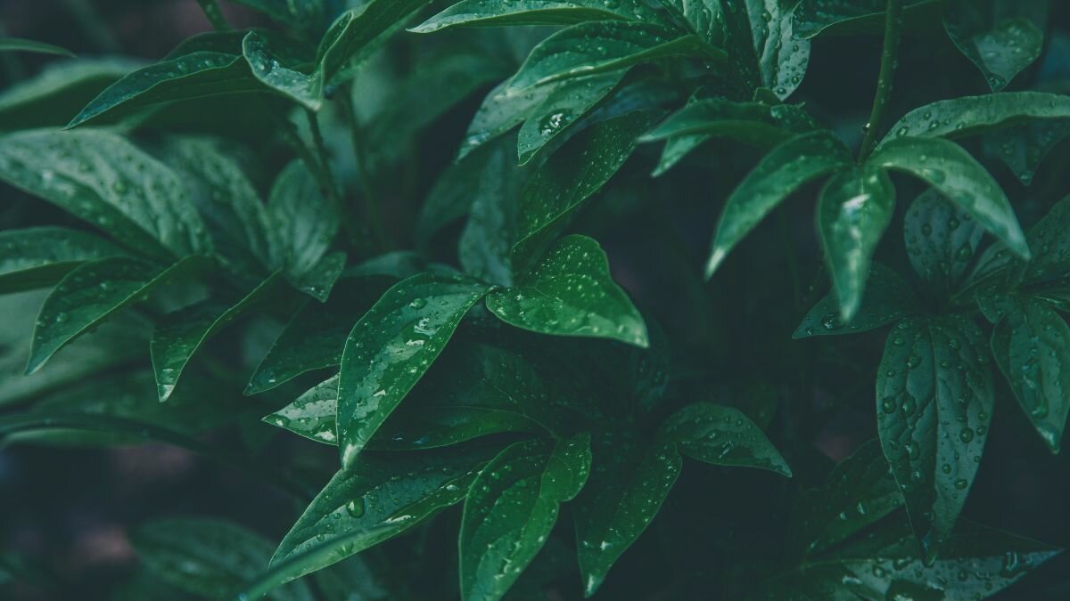 Así podrás preparar agua de riego para que tus plantas se vean sanas y hermosas
